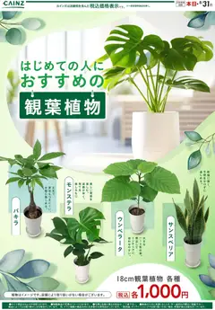 カインズ ホームの2026/07/23から2026/08/31までのチラシはここカインズ ホーム - 観葉植物