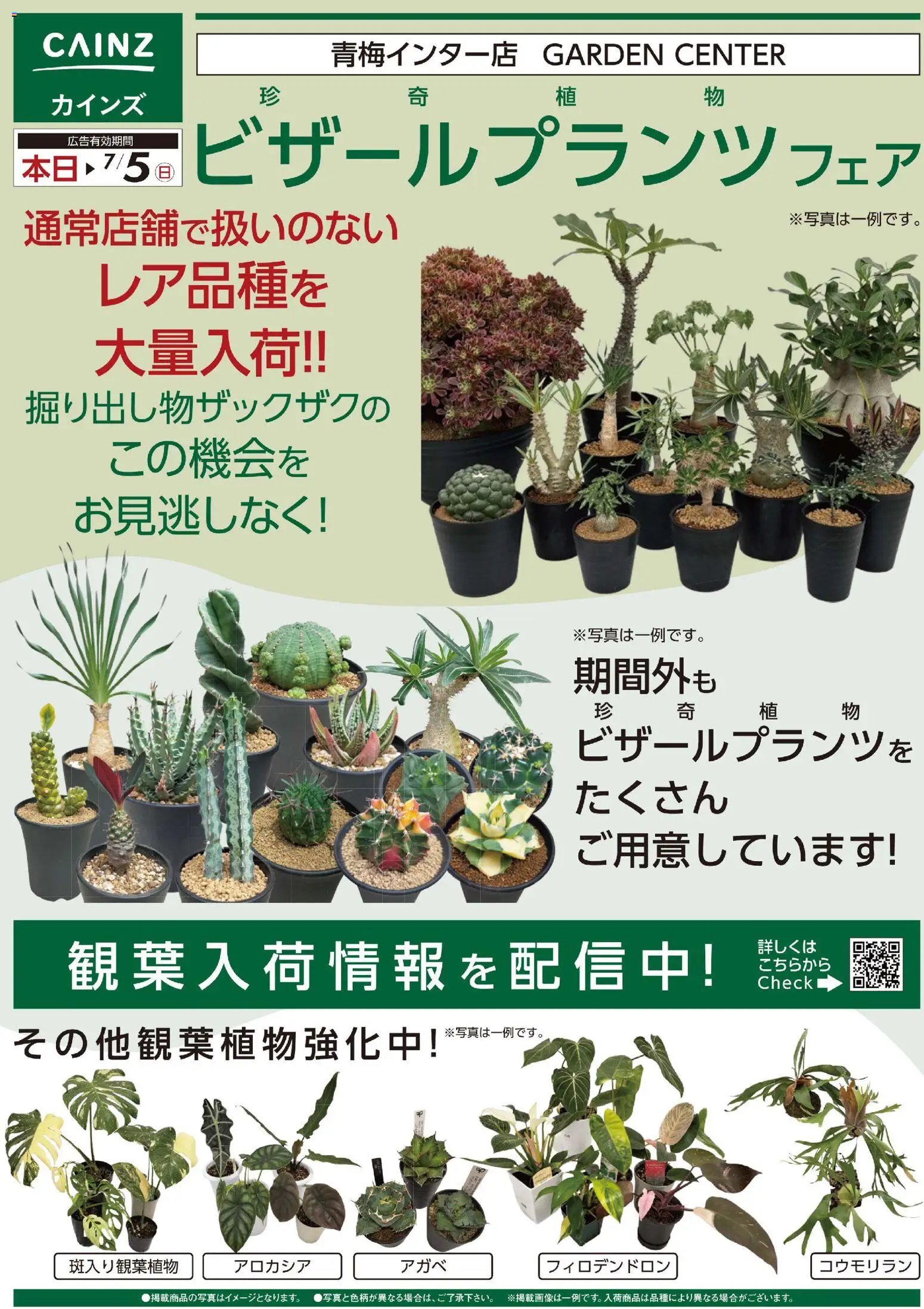 カインズ ホームの2026/06/29から2026/07/05までのチラシはここカインズ ホーム - ビザールプランツ